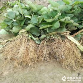 奶油草莓苗、奶油草莓苗批发什么价格