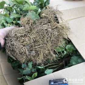 清香草莓苗、清香草莓苗出售基地