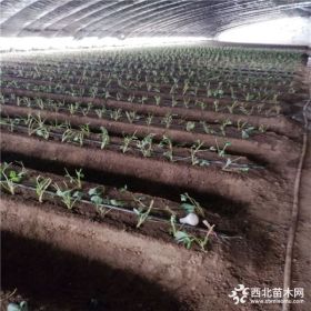 达赛莱克特草莓苗、达赛莱克特草莓苗什么价格