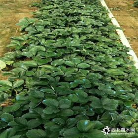 桃熏草莓苗、桃熏草莓苗批发价格是多少