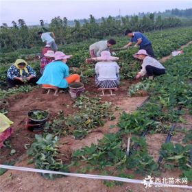 甘露草莓苗、甘露草莓苗基地