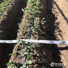 达赛莱克特草莓苗、达赛莱克特草莓苗出售批发