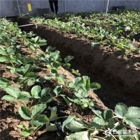 久香草莓苗、久香草莓苗批发基地