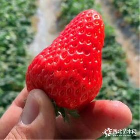 久香草莓苗、久香草莓苗多少钱一棵