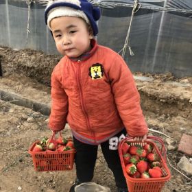 牛奶草莓苗、牛奶草莓苗出售多少钱