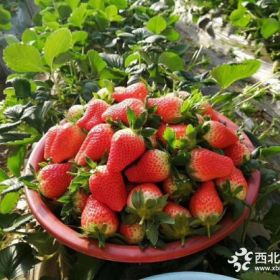 红颜草莓苗、红颜草莓苗批发什么价格