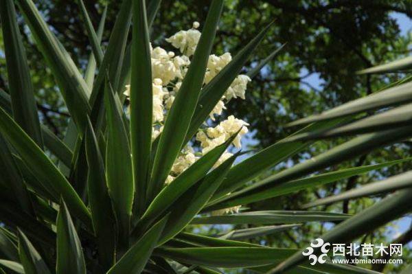 丝兰市场价