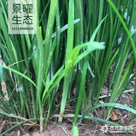 供應(yīng)沿階草價(jià)格/圖片_麥冬草產(chǎn)地_江蘇景曜生態(tài)苗圃基地