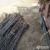 山东新品种鲁丽苹果苗 基地一棵鲁丽苹果苗多少钱