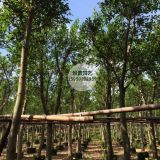 產(chǎn)地直供米徑22公分紅皮榕價(jià)格3990元