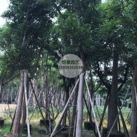 福建苗圃供应米径30公分红皮榕价格7985元