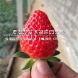 甜宝草莓苗价格 甜宝草莓苗种植多少钱