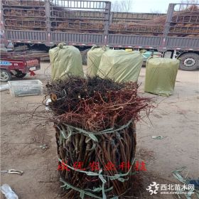 苹果苗基地,苹果黄金苹果小苗价格,黄金苹果苗哪里卖