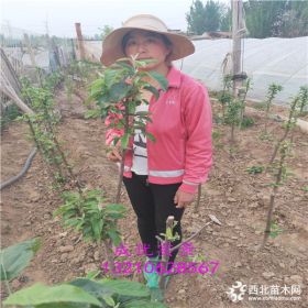 哪里有苹果卖,苹果苗维纳斯,鲁丽小苗价格,基地直销苹果苗