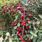 農(nóng)大鈣果苗種植基地 6+7+8號圓葉鈣果苗大量供應(yīng)