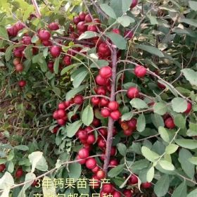 農大鈣果苗種植基地 6+7+8號圓葉鈣果苗大量供應