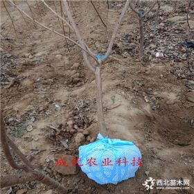 早熟苹果苗基地,原圃维纳斯苹果苗价格,19年苹果多少钱