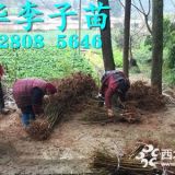 晚熟青脆李苗基地，2019青脆李苗批发价格。