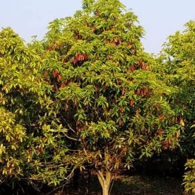 （中华）石楠价格 土（老）石楠价格