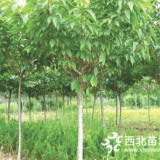 櫻花樹(shù)12公分的苗木行情 櫻花樹(shù)價(jià)格