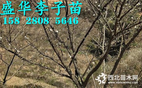 5公分青脆李苗