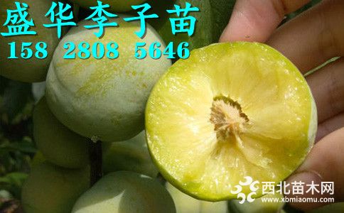 青脆李子苗**价格