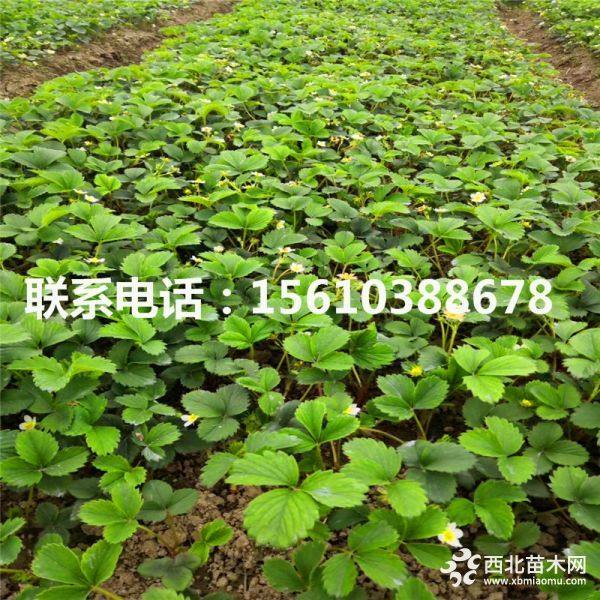 草莓苗、新品種草莓苗基地、2019年草莓苗批發(fā)價格多少