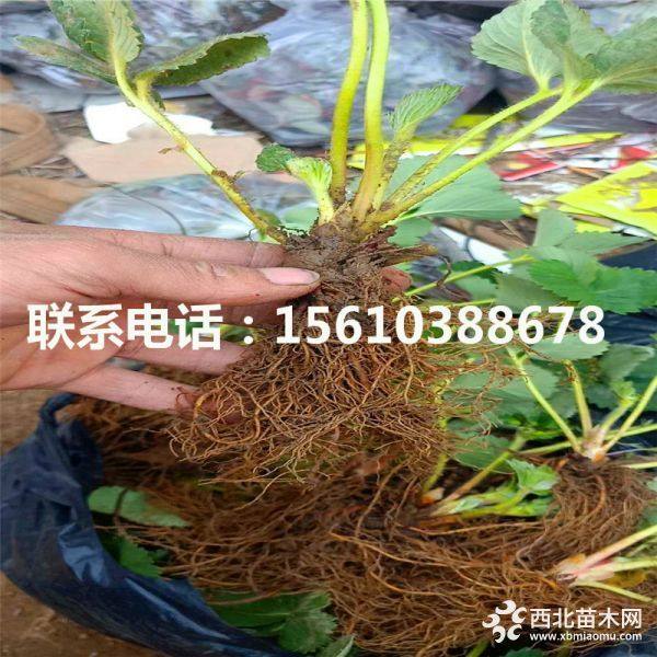 章姬草莓苗、章姬草莓苗批发、章姬草莓苗基地