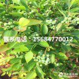 哪卖蓝莓苗、蓝莓苗基地、蓝莓苗批发价格