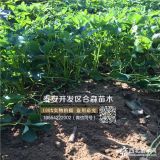 隋珠草莓苗哪里有、隋珠草莓苗批发价格、隋珠草莓苗出售