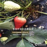 牛奶草莓苗、哪里有賣(mài)牛奶草莓苗、牛奶草莓苗批發(fā)