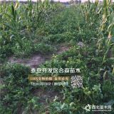 红颜草莓苗、红颜草莓苗基地、红颜草莓苗多少钱一棵