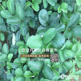 2019年蒙特瑞草莓苗價格、蒙特瑞草莓苗出售