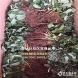 小白草莓苗、小白草莓苗价格、小白草莓苗批发