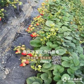 豐香草莓苗、豐香草莓苗出售、豐香草莓苗批發(fā)價格