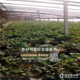 隋珠草莓苗价格、隋珠草莓苗批发、隋珠草莓苗基地