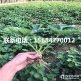 蒙特瑞草莓苗新品种、蒙特瑞草莓苗出售基地