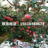 煙富6號(hào)蘋果苗出售基地、煙富6號(hào)蘋果苗批發(fā)多少錢