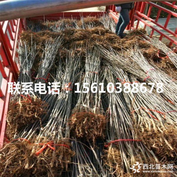 2019年苹果苗多少钱一棵、新品种苹果苗、苹果苗基地