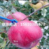 煙富0號(hào)蘋果苗、煙富0號(hào)蘋果苗哪里有出售、煙富0號(hào)蘋果苗價(jià)格