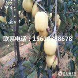 冰糖心蘋(píng)果苗、出售冰糖心蘋(píng)果苗、冰糖心蘋(píng)果苗價(jià)格