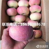 煙富10號蘋果苗、煙富10號蘋果苗價格、煙富10號蘋果苗批發(fā)