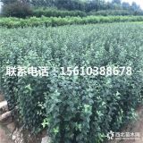 煙富8號(hào)蘋(píng)果苗基地、煙富8號(hào)蘋(píng)果苗多少錢