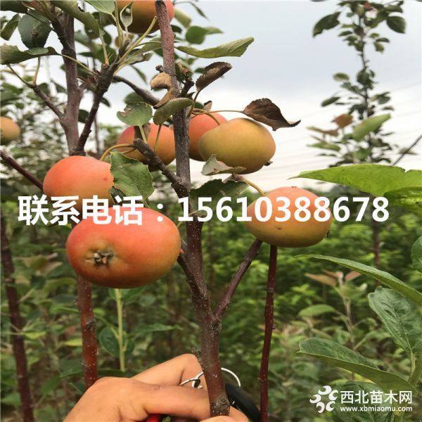 紅肉蘋果苗、紅肉蘋果苗基地、紅肉蘋果苗價(jià)格多少錢