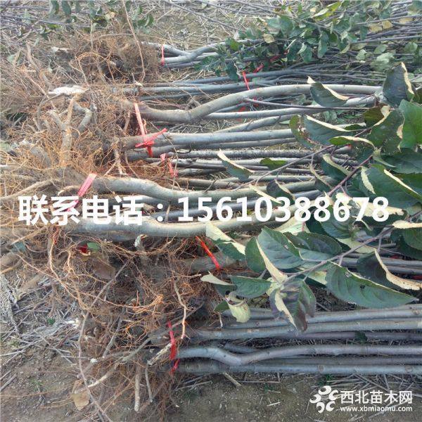 秦冠苹果苗、批发秦冠苹果苗、秦冠苹果苗价格及报价