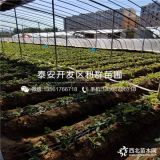 草莓苗品种介绍 草莓苗多少钱一棵