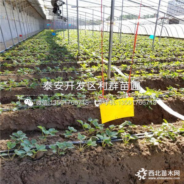 草莓苗批发基地、草莓苗多少钱一棵