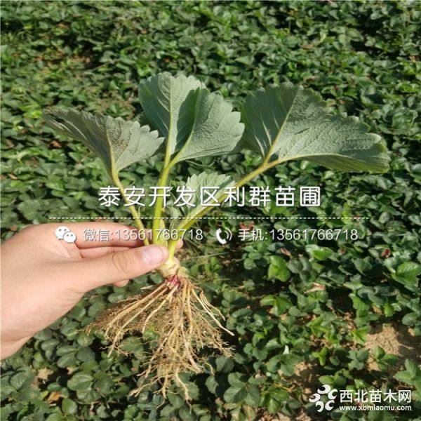 京郊小白草莓苗、山东京郊小白草莓苗、京郊小白草莓苗价格