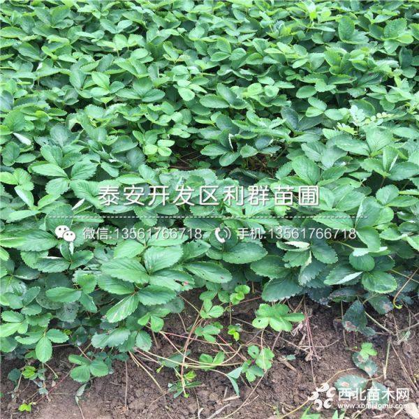 奶油草莓苗、奶油草莓苗多少钱一棵、奶油草莓苗新品种