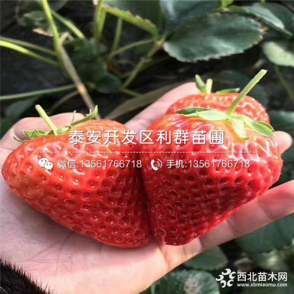 奶油草莓苗、奶油草莓苗多少钱一棵、奶油草莓苗新品种